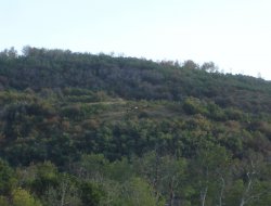 Three small bull elk