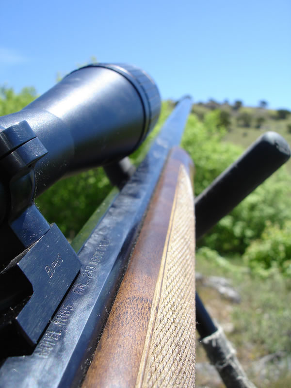 243 WSSM Model 1885 Rock Chuck Hunting