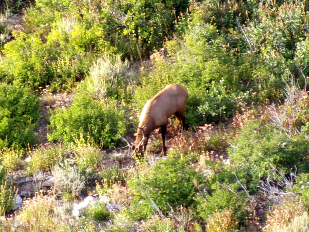 4x5 Bull Elk Feeding