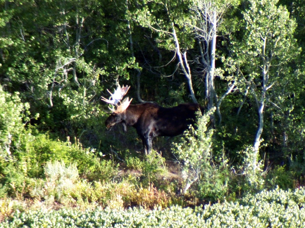Bull Moose in Quaking Aspens