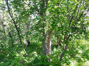 Hidden Camouflage Browning Recon Force Trail Camera