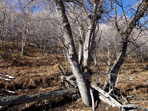 Browning Spec Ops trail camera