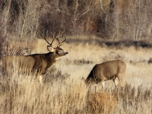HS50exr Photo of a 3x4 Mule Deer 