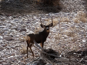 HS50exr Photo of a 3x4 Mule Deer 