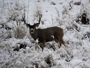 HS50exr Photo of a 4x4 Mule Deer 