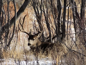 HS50exr Photo of a 4x4 Mule Deer 