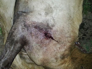 Sticknine broadhead entry hole on elk