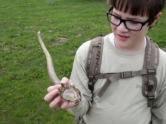 Landen with spike elk shed antler