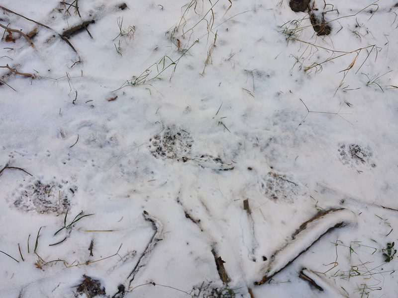 Bear track in the snow