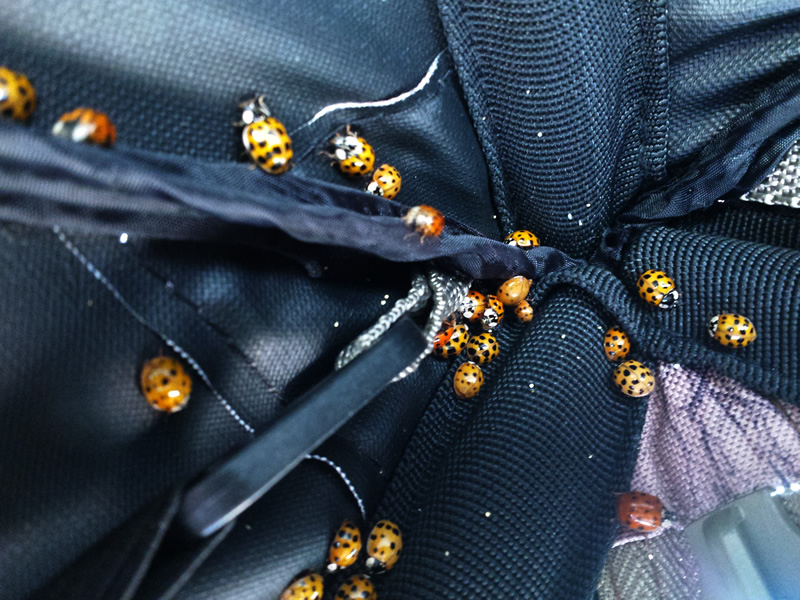 A lady bug invasion inside of the ground blind