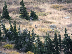 small 4 point mule deer