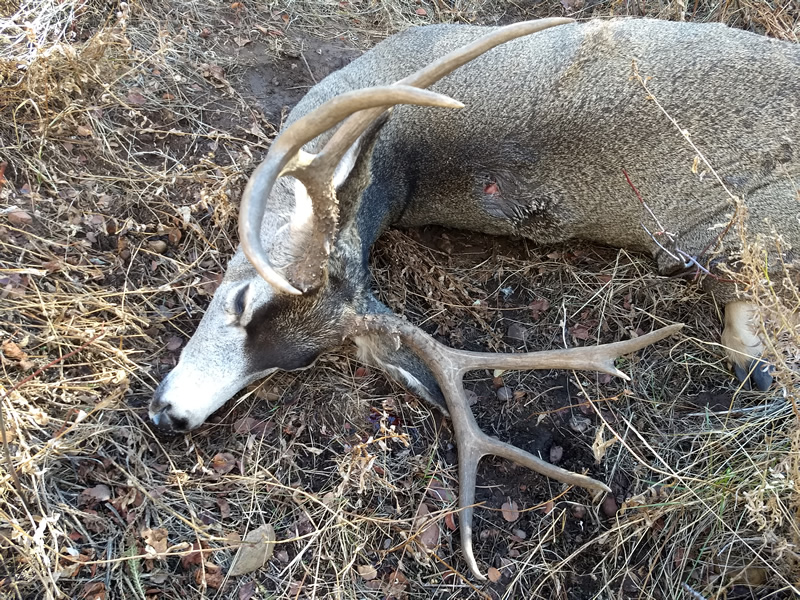 Dallen's 2018 buck.'
