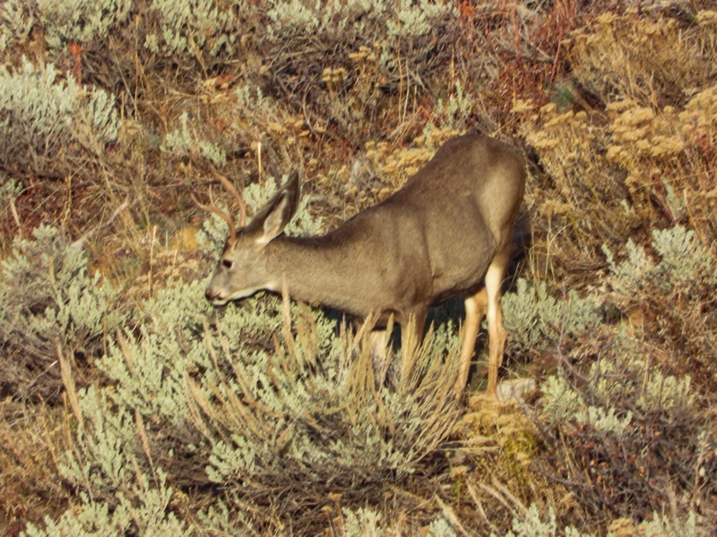 1x2 buck.