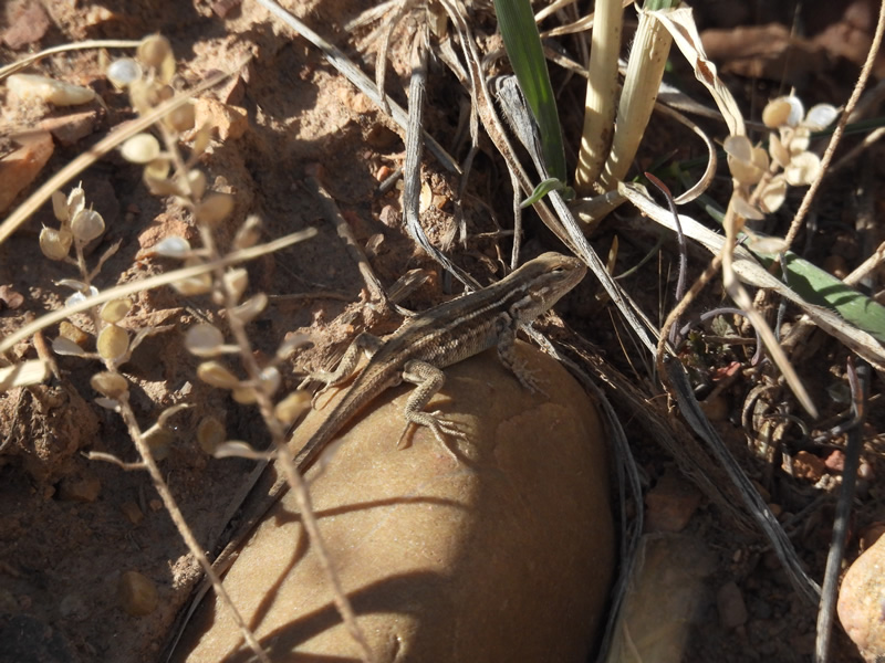 Lizard
