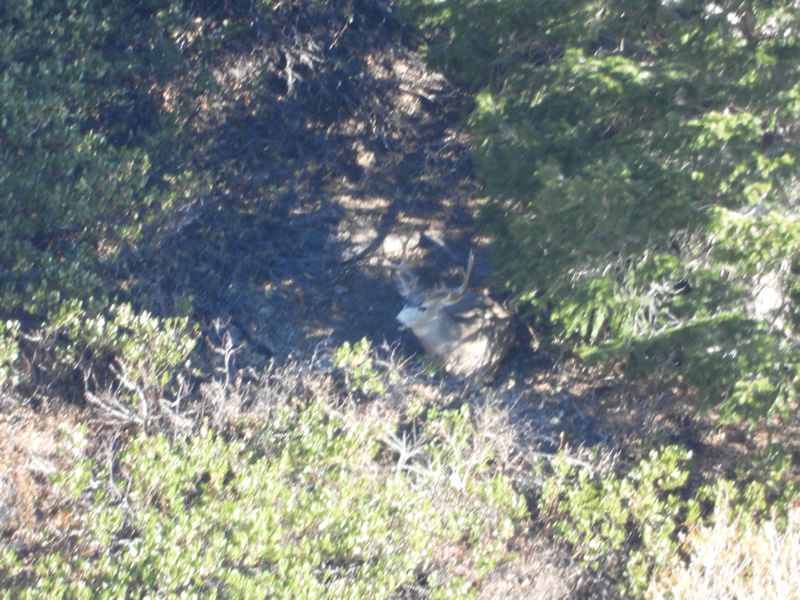 Dallens buck bedded