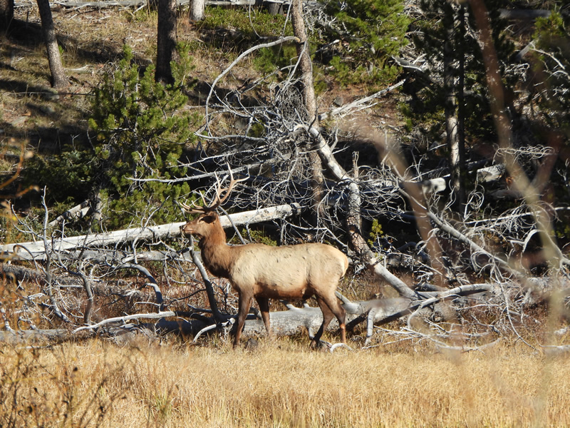 Wyoming elk decoy.
