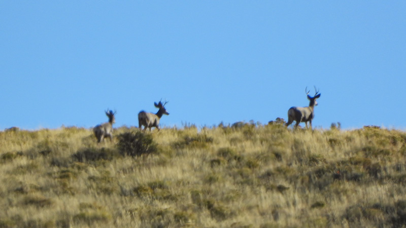 Two point bucks on the skyline muzzleloader deer hunting.