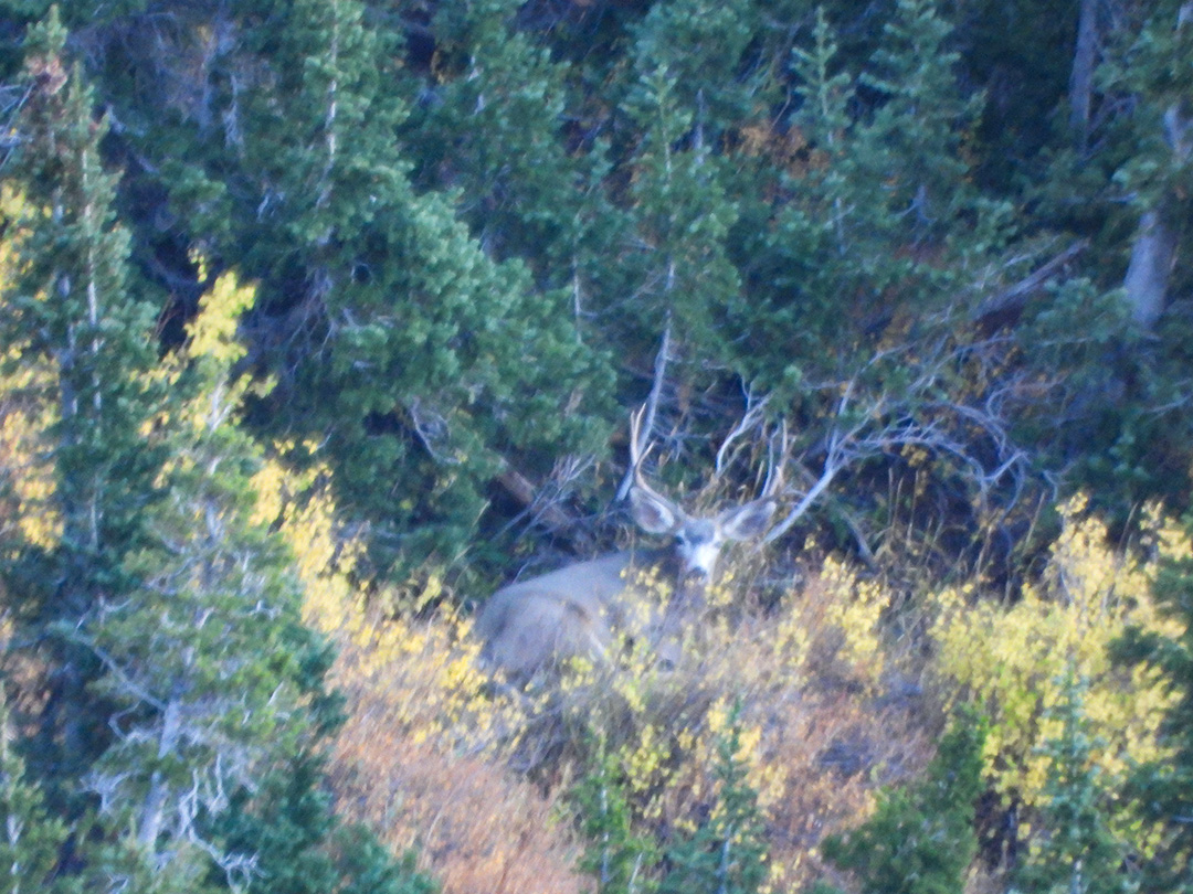 This is a photo during the muzzleloader season of a buck that gave Kaden the slip. I find this buck again weeks later during the rifle season.